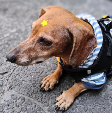 Traveling Pets Narvarte Poniente - foto 5